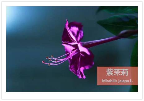 植物也能预报天气，您知道吗？