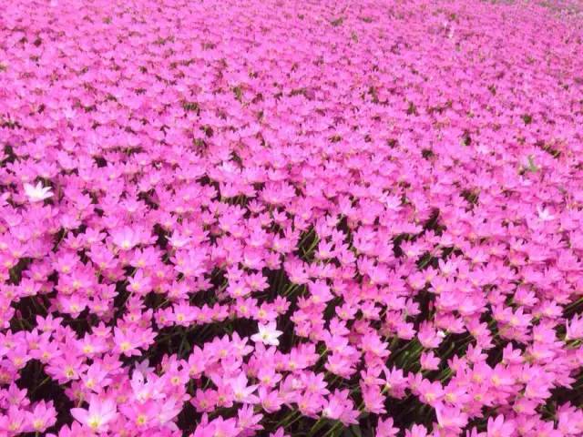 植物也能预报天气，您知道吗？