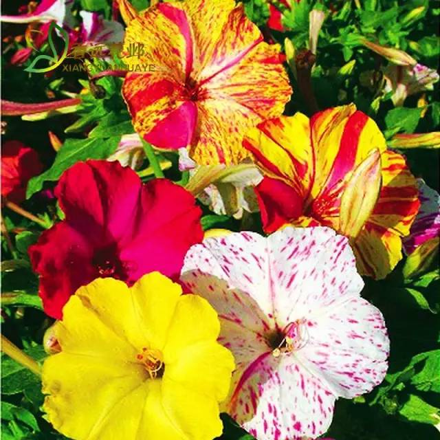 植物也能预报天气，您知道吗？