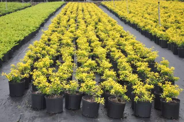 全国各个产区该种哪些苗？