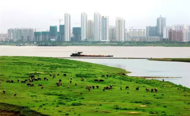 全国各个产区该种哪些苗？