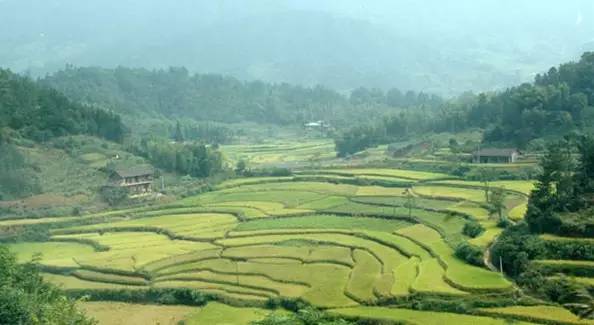 全国各个产区该种哪些苗？