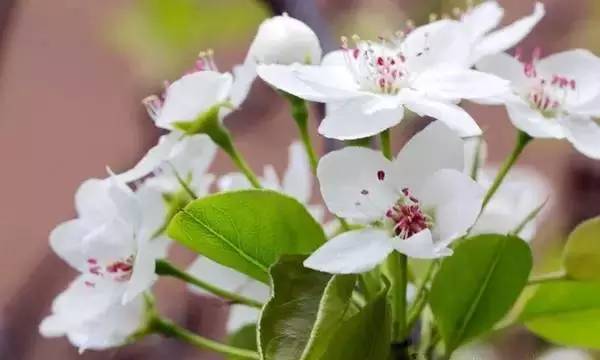 如何区别桃花、杏花、李花、樱花、和梨花？