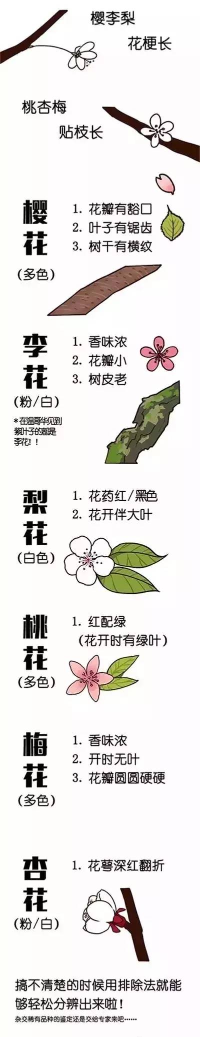 如何区别桃花、杏花、李花、樱花、和梨花？