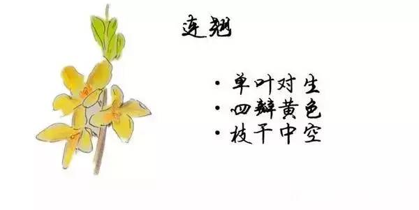 如何区别桃花、杏花、李花、樱花、和梨花？