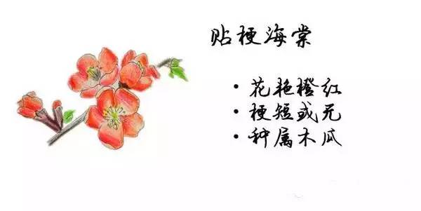 如何区别桃花、杏花、李花、樱花、和梨花？