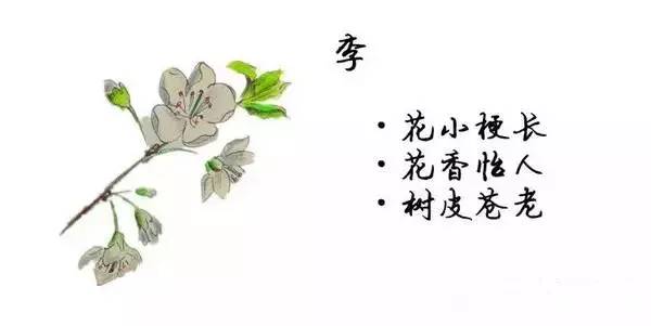 如何区别桃花、杏花、李花、樱花、和梨花？