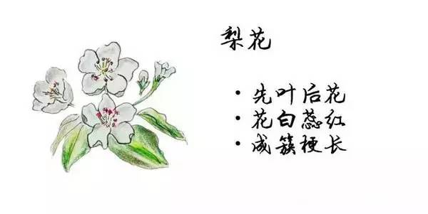 如何区别桃花、杏花、李花、樱花、和梨花？