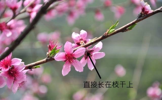 如何区别桃花、杏花、李花、樱花、和梨花？