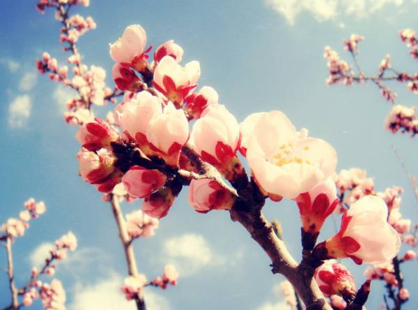 如何区别桃花、杏花、李花、樱花、和梨花？