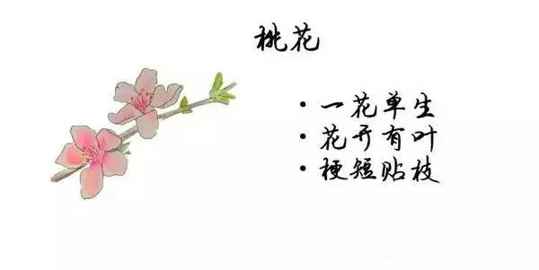 如何区别桃花、杏花、李花、樱花、和梨花？