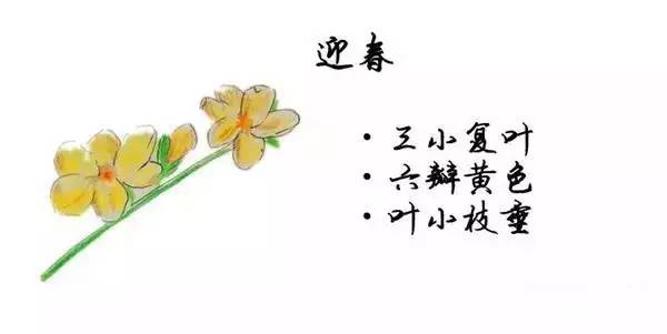 如何区别桃花、杏花、李花、樱花、和梨花？