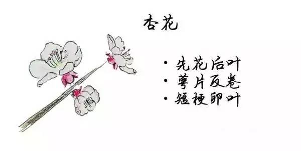 如何区别桃花、杏花、李花、樱花、和梨花？