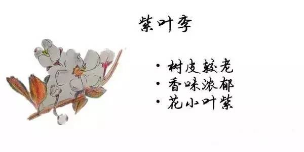 如何区别桃花、杏花、李花、樱花、和梨花？