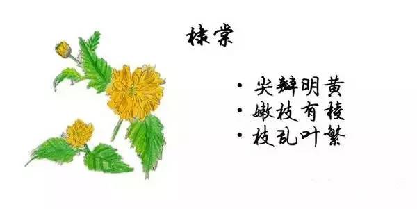 如何区别桃花、杏花、李花、樱花、和梨花？