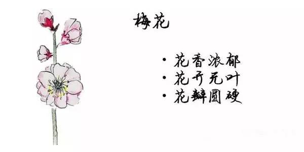 如何区别桃花、杏花、李花、樱花、和梨花？