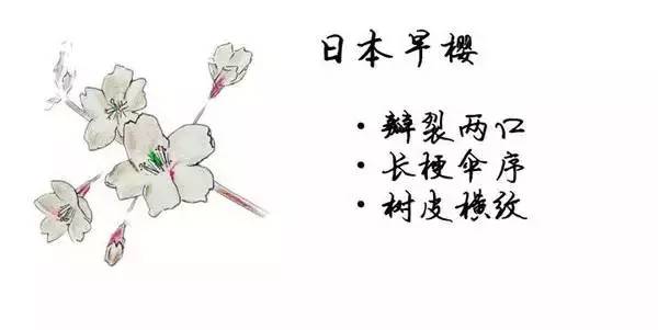 如何区别桃花、杏花、李花、樱花、和梨花？