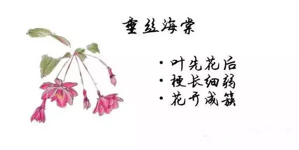 如何区别桃花、杏花、李花、樱花、和梨花？