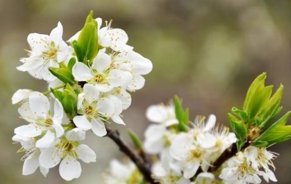 如何区别桃花、杏花、李花、樱花、和梨花？