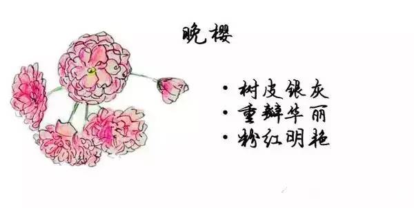 如何区别桃花、杏花、李花、樱花、和梨花？