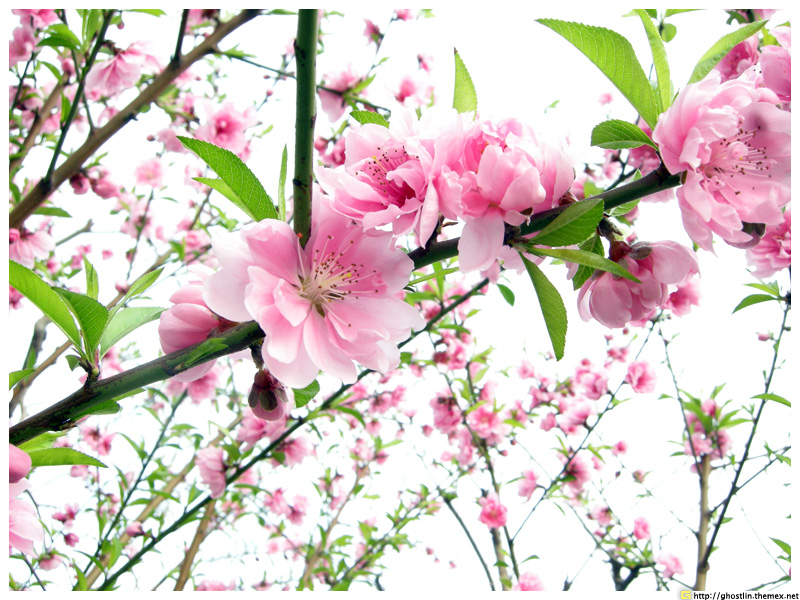 如何区别桃花、杏花、李花、樱花、和梨花？