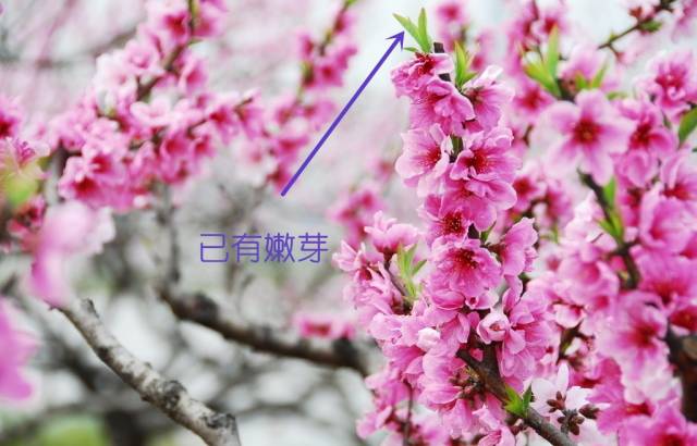 如何区别桃花、杏花、李花、樱花、和梨花？