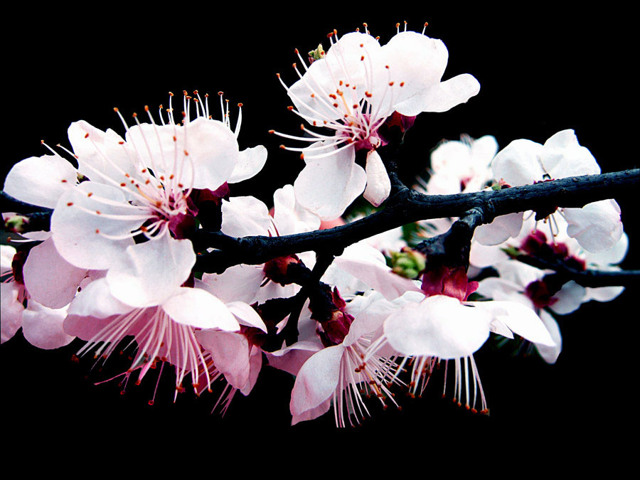 如何区别桃花、杏花、李花、樱花、和梨花？