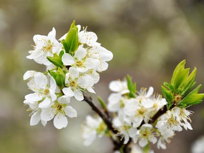 如何区别桃花、杏花、李花、樱花、和梨花？
