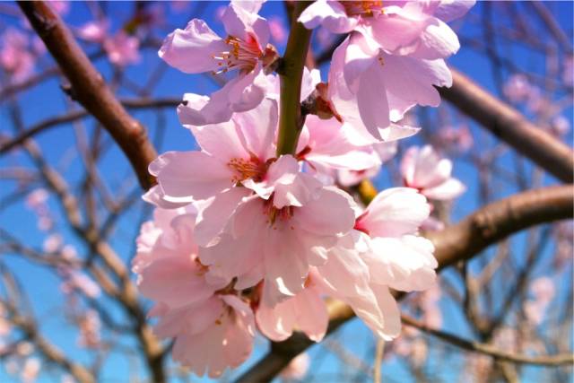 如何区别桃花、杏花、李花、樱花、和梨花？