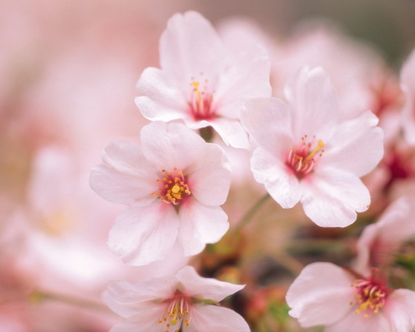 如何区别桃花、杏花、李花、樱花、和梨花？