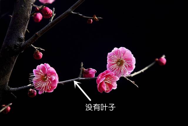 如何区别桃花、杏花、李花、樱花、和梨花？