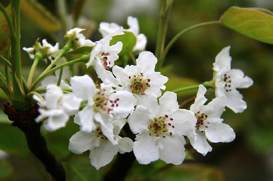 如何区别桃花、杏花、李花、樱花、和梨花？