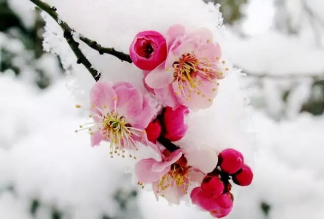 如何区别桃花、杏花、李花、樱花、和梨花？