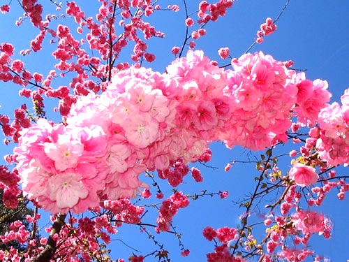 如何区别桃花、杏花、李花、樱花、和梨花？