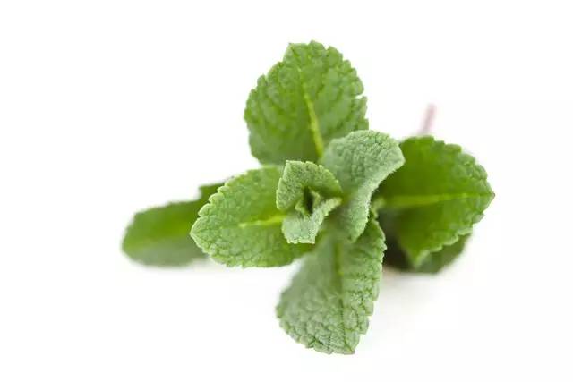 夏天来了 准备在家里种这些植物防虫吧