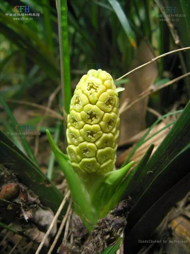 夏天来了 准备在家里种这些植物防虫吧