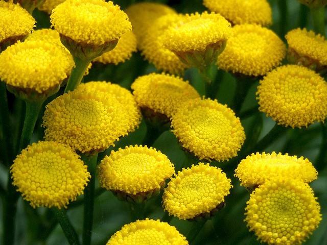 夏天来了 准备在家里种这些植物防虫吧