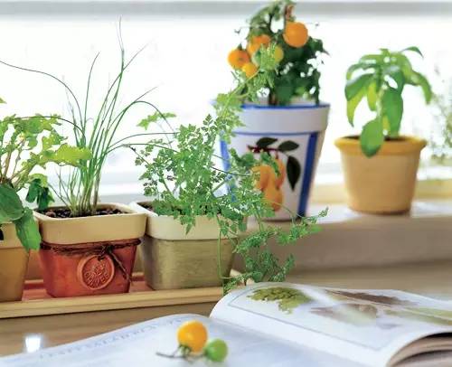 夏天来了 准备在家里种这些植物防虫吧