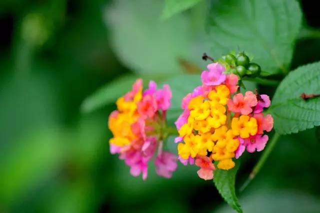 夏天来了 准备在家里种这些植物防虫吧