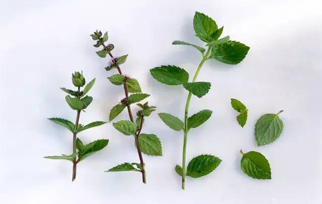 夏天来了 准备在家里种这些植物防虫吧