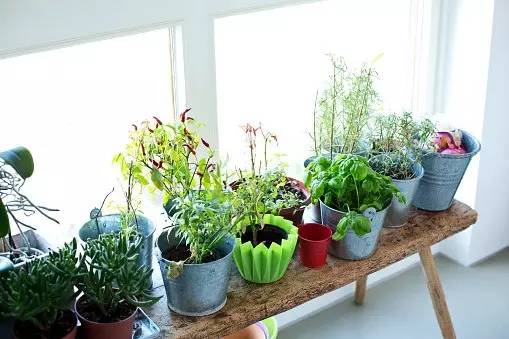 夏天来了 准备在家里种这些植物防虫吧