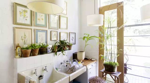 夏天来了 准备在家里种这些植物防虫吧