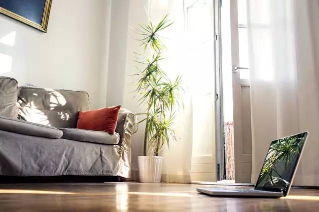 夏天来了 准备在家里种这些植物防虫吧