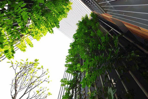 垂直绿化应用案例、方法、植物全解析