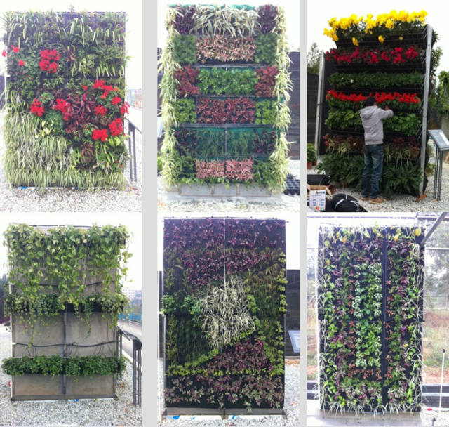 垂直绿化应用案例、方法、植物全解析