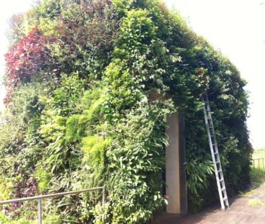 垂直绿化应用案例、方法、植物全解析