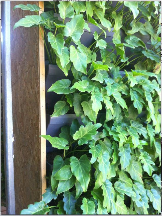 垂直绿化应用案例、方法、植物全解析