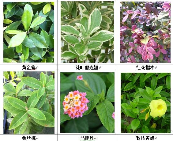 垂直绿化应用案例、方法、植物全解析