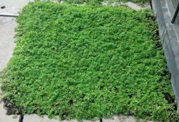 垂直绿化应用案例、方法、植物全解析