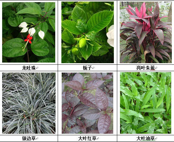 垂直绿化应用案例、方法、植物全解析